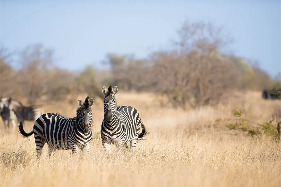 Kruger National Park Νότια Αφρική
