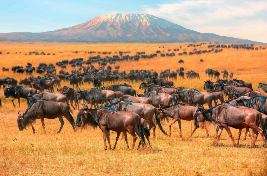 Maasai Mara National Reserve