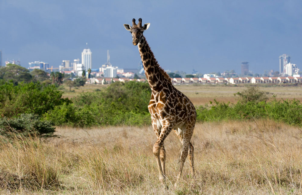 Nairobi National Park