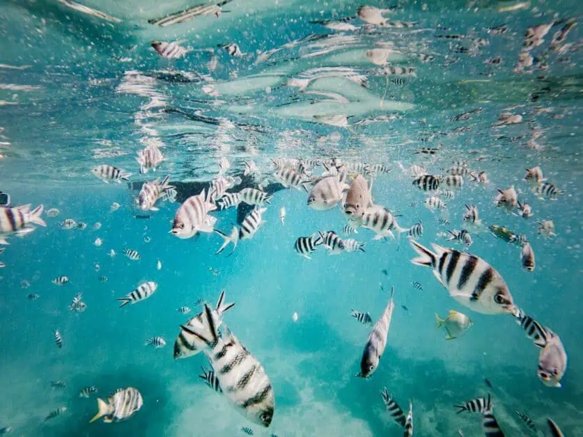 Καταδύσεις στις Σευχέλλες