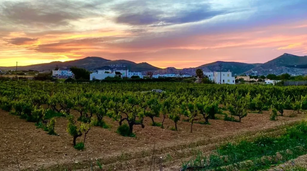 Οινοποιείο Πάρος