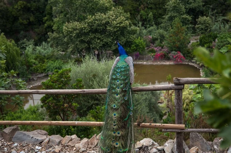 Βοτανικός Κήπος Κρήτης